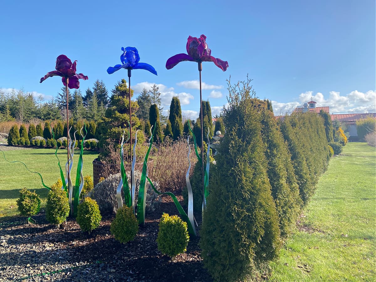 Three large, tall glass irises in garden.